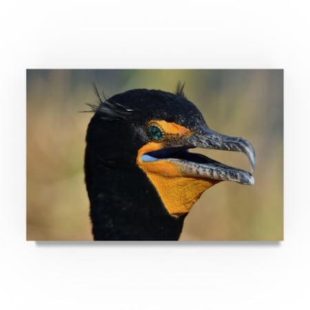 Robert Michaud 'Double Crested Cormorant' Canvas Art,22x32